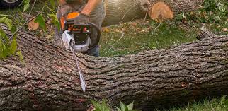 How Our Tree Care Process Works  in  Crowley, LA